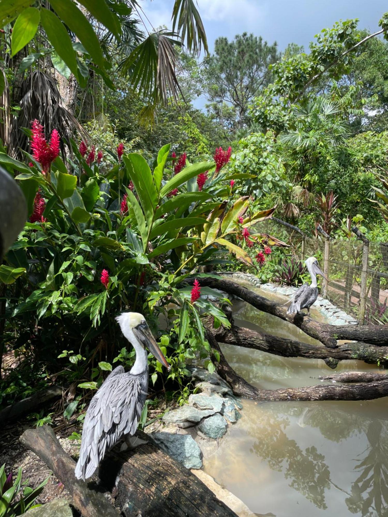 Gumbo Limbo Jungle Resort Cool Shade Екстериор снимка